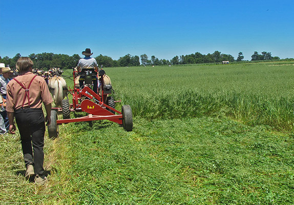mowing with work horses is oriented on the needs of the animals and plants