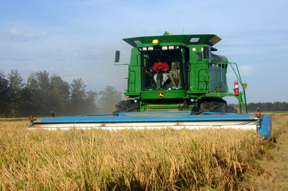 through the Dual Stream Header technology a professional harvesting process can work with a combination of both rotary combine processes - high cut and low cut - for the first time