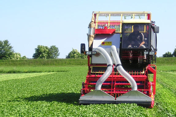 die professionelle Ernte von Spinat, Bohnen und anderen Lebensmitteln stellt höchste Anforderungen an die Hersteller von Maschinen und Schneidwerken zur Gemüseerntetechnik