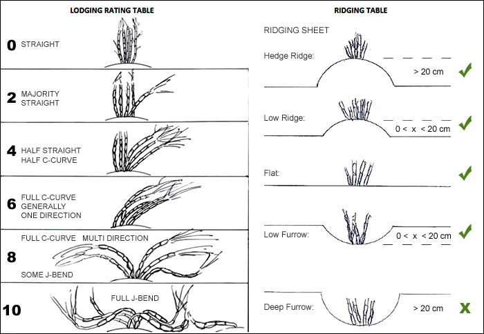 cane_field_conditions_02