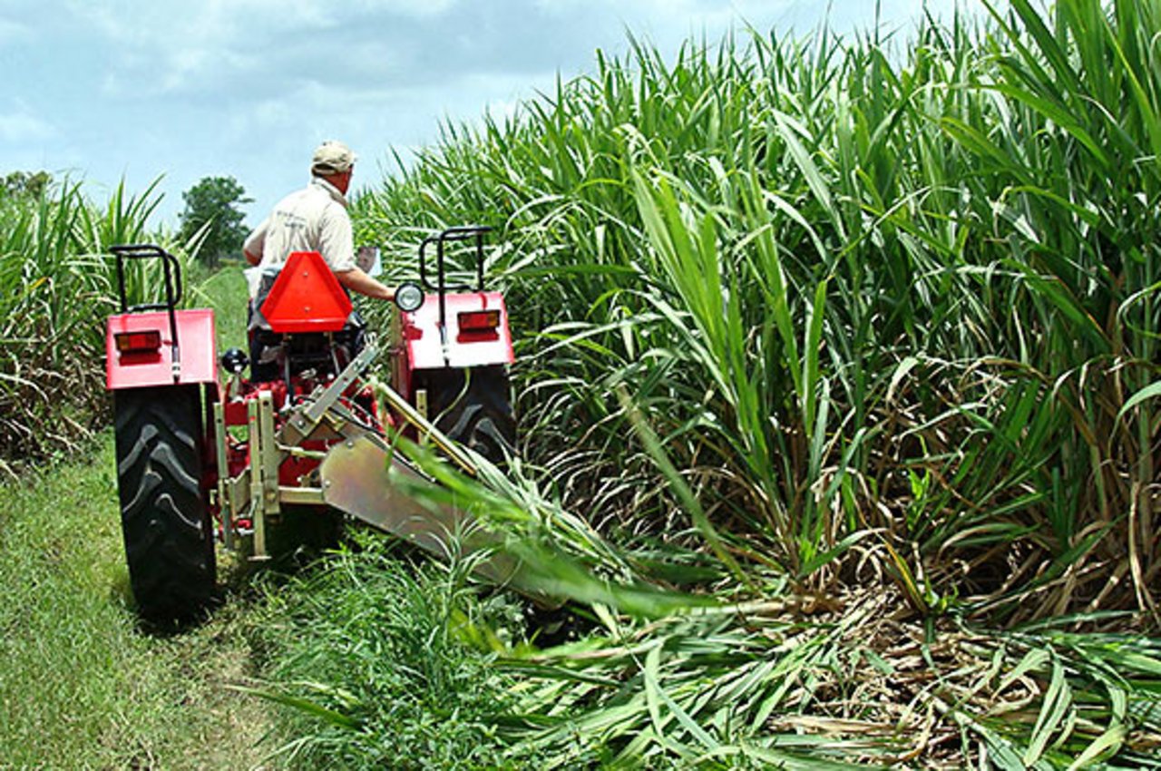 Traktor zwischen hohem Gewächs