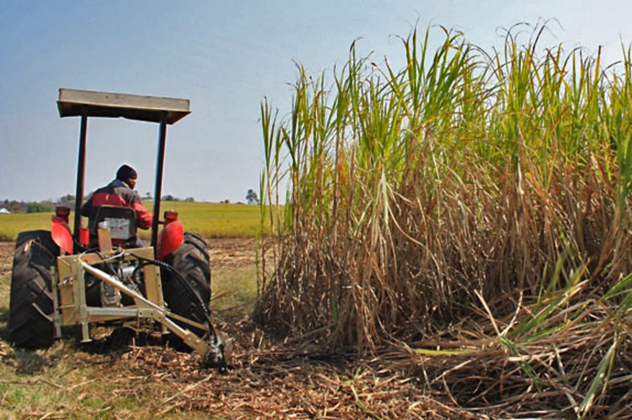 Traktor neben hohem Gewächs